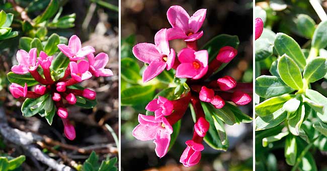 Fiche florale du Daphn camle