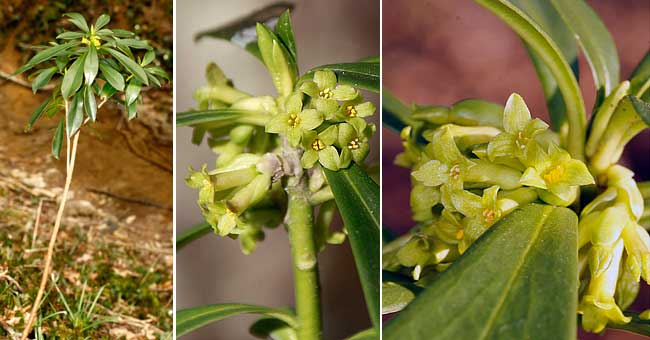 Fiche florale du Daphn laurole