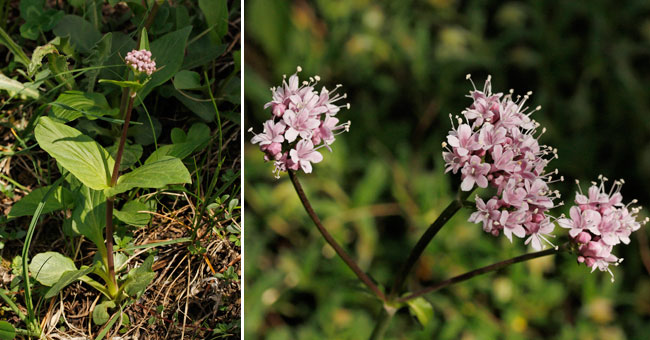 Fiche florale de la Valriane des montagnes 