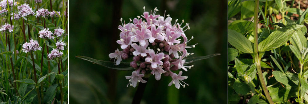 Fiche florale de la Valriane des montagnes 