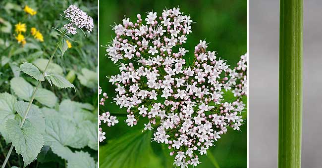 Fiche florale de la Valriane des Pyrnes 