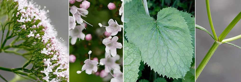 Fiche florale de la Valriane des Pyrnes