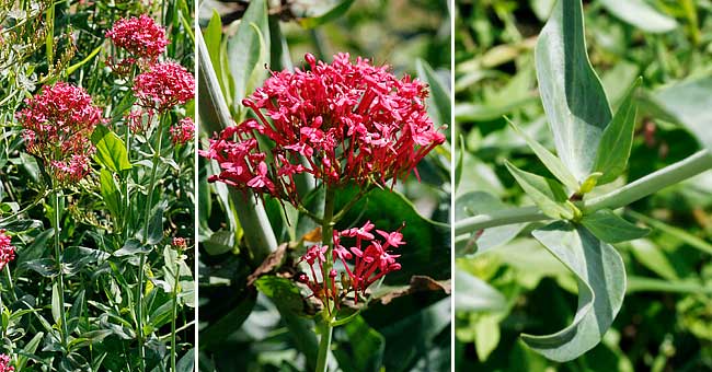 Fiche florale de la Valriane rouge 