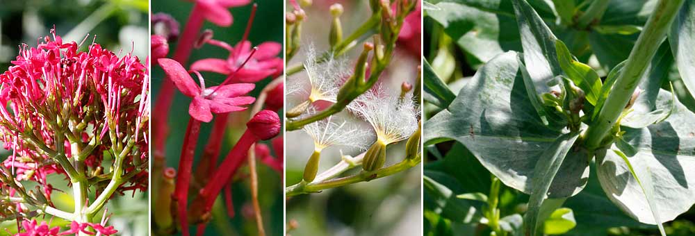 Fiche florale de la Valriane rouge