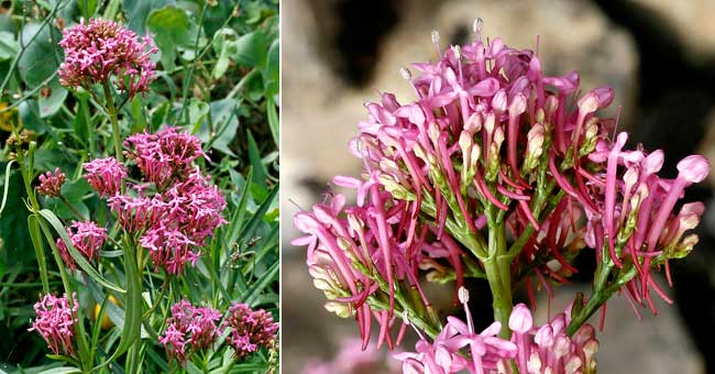 Fiche florale du Centranthe  feuilles troites