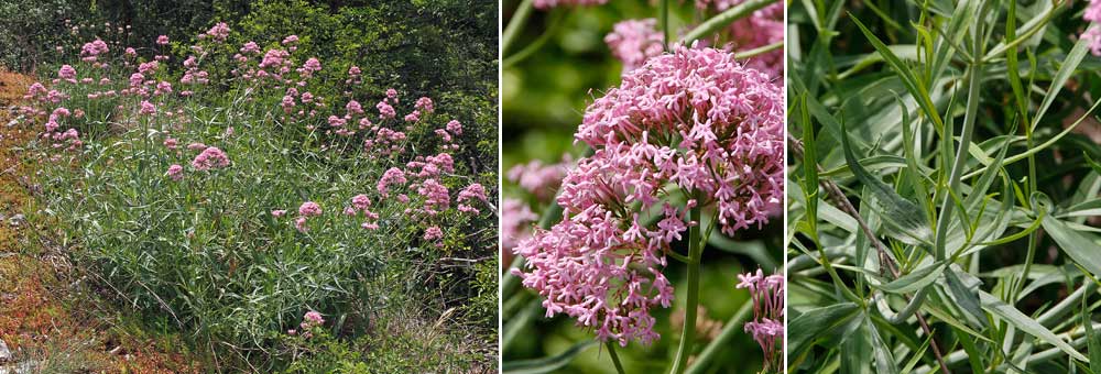 Fiche florale du Centranthe  feuilles troites