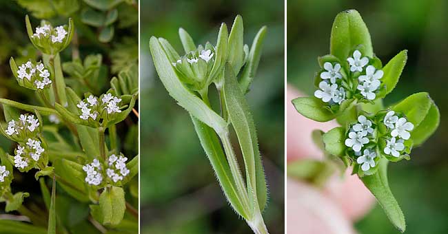 Fiche florale de la Mche, Doucette