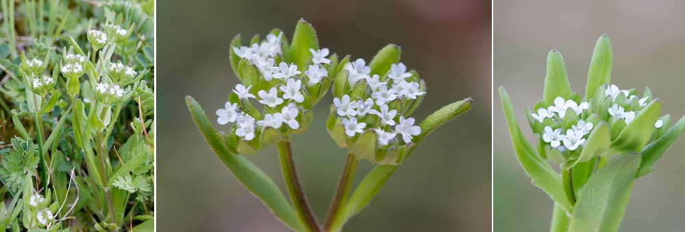 Fiche florale de la Mche, Doucette