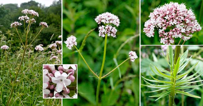 Fiche florale de la Valriane officinale