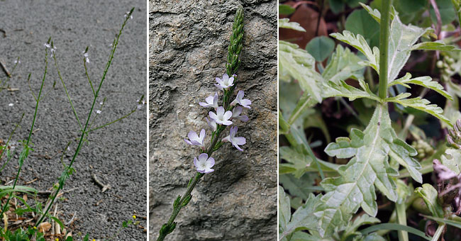 Fiche florale de la Verveine officinale