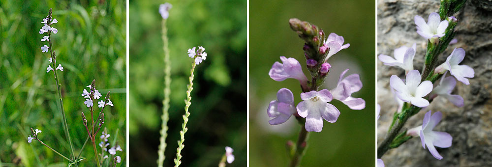 Fiche florale de la Verveine officinale