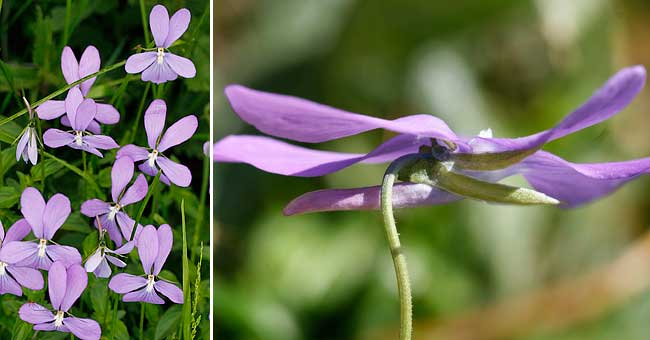 Fiche florale de la Pense cornue