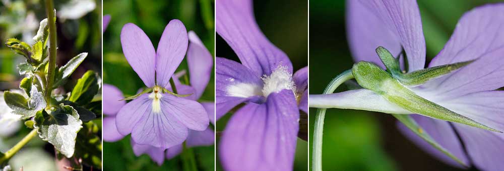 Fiche florale de la Pense cornue