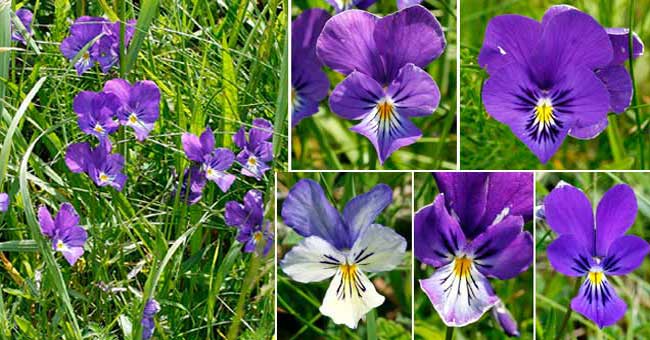 Fiche florale de la Pense tricolore