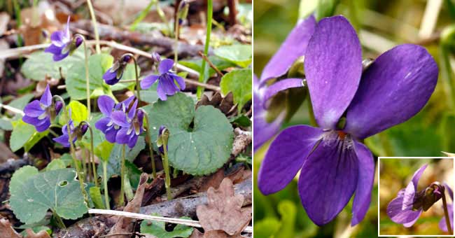 Fiche florale de la Violette des bois