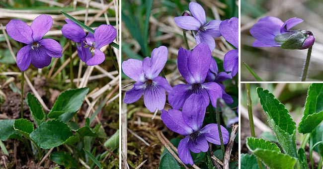 Fiche florale de la Violette hrisse