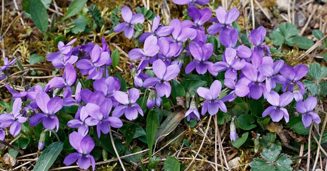 Tapis de Violettes hrisses