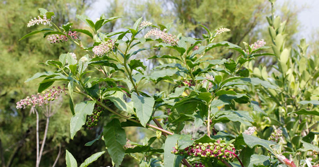 Fiche florale du Raisin d'Amrique