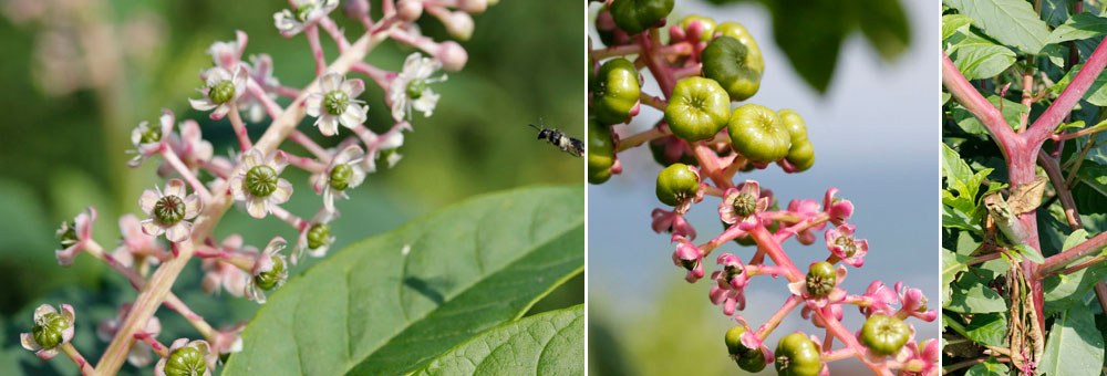 Fiche florale du Raisin d'Amrique