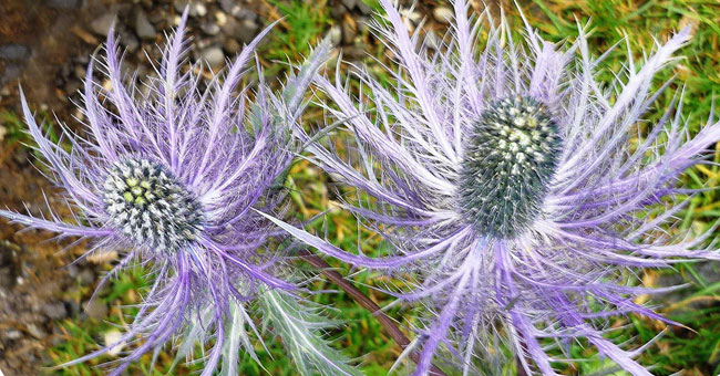 Fiche florale du Chardon bleu des Alpes 