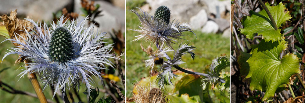 Fiche florale du Chardon bleu des Alpes 