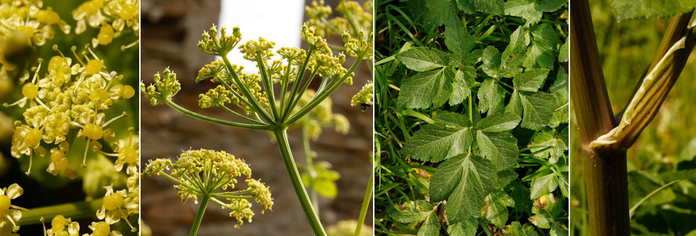 Fiche florale du Maceron cultiv 