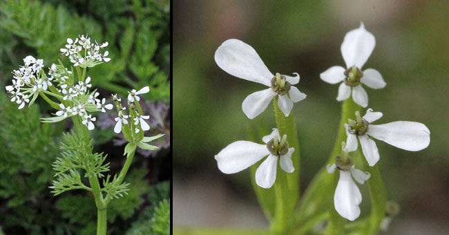 Fiche florale du Scandix peigne de Vnus 