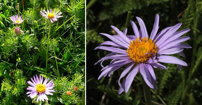 Fiche florale de l'Aster des Alpes