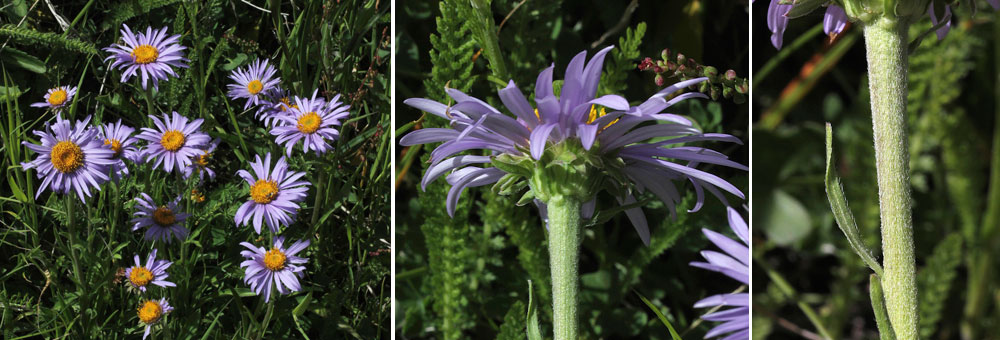 Fiche florale de l'Aster des Alpes