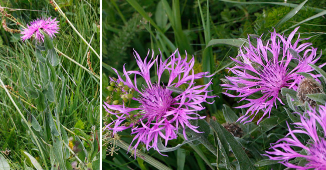 Fiche florale de la Centaure uniflore