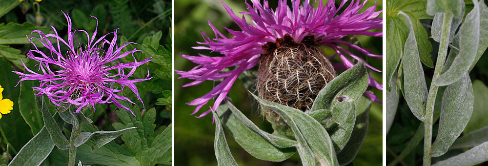 Fiche florale de la Centaure uniflore