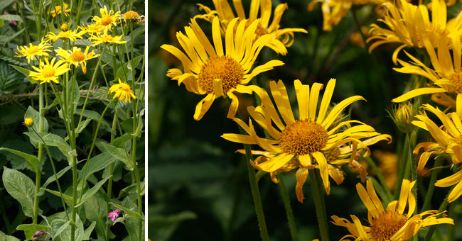 Fiche florale du Doronic d'Autriche