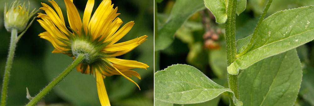 Fiche florale du Doronic d'Autriche