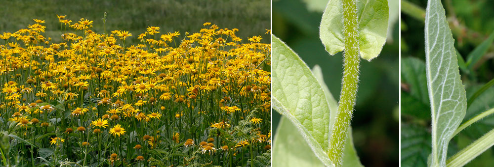 Fiche florale du Doronic d'Autriche