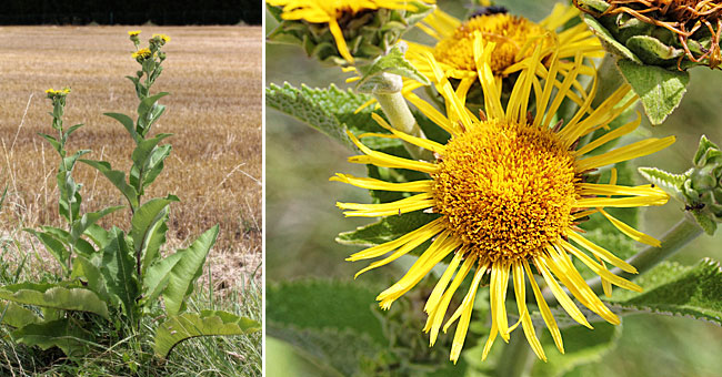 Fiche florale de l'Inule aune