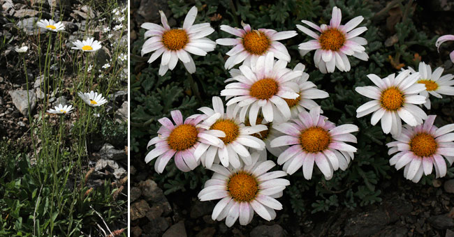Fiche florale de la Marguerite des Alpes