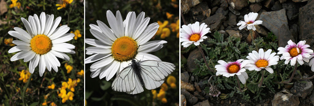 Fiche florale de la Marguerite des Alpes