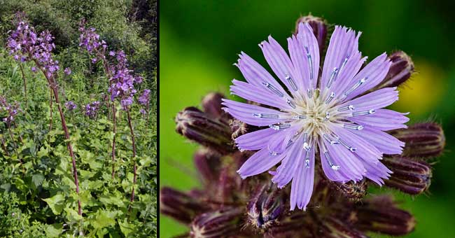 Fiche florale de la Mulgdie des Alpes