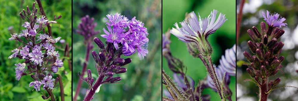 Fiche florale de la Mulgdie des Alpes