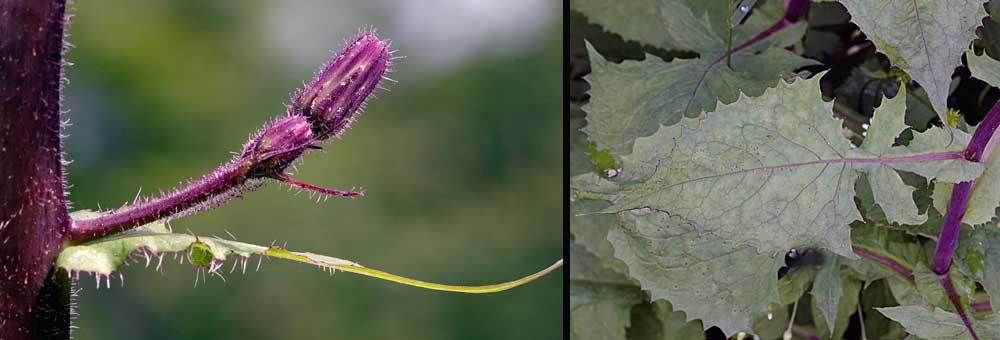 Fiche florale de la Mulgdie des Alpes