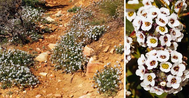 Fiche florale de l'Alysson maritime