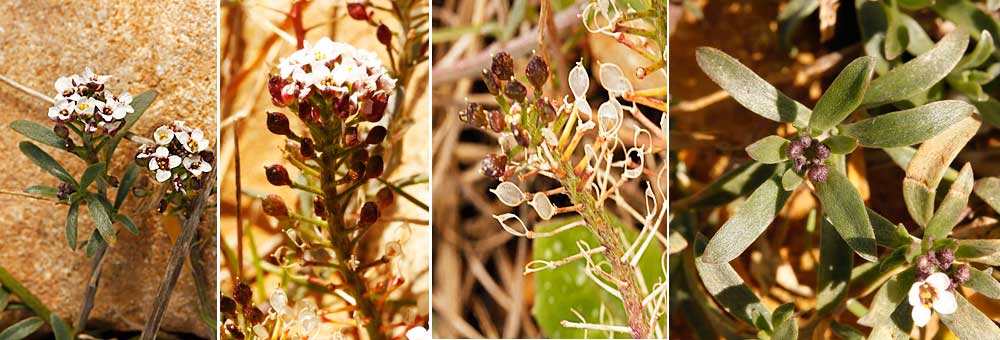 Fiche florale de l'Alysson maritime