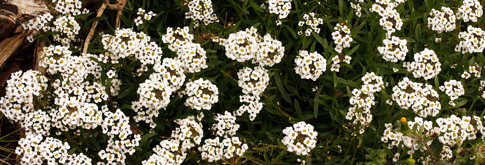 Fiche florale de l'Alysson maritime