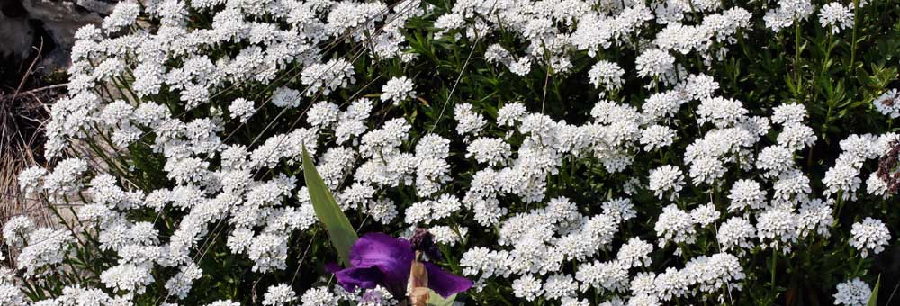 Fiche florale de l'Alysson maritime