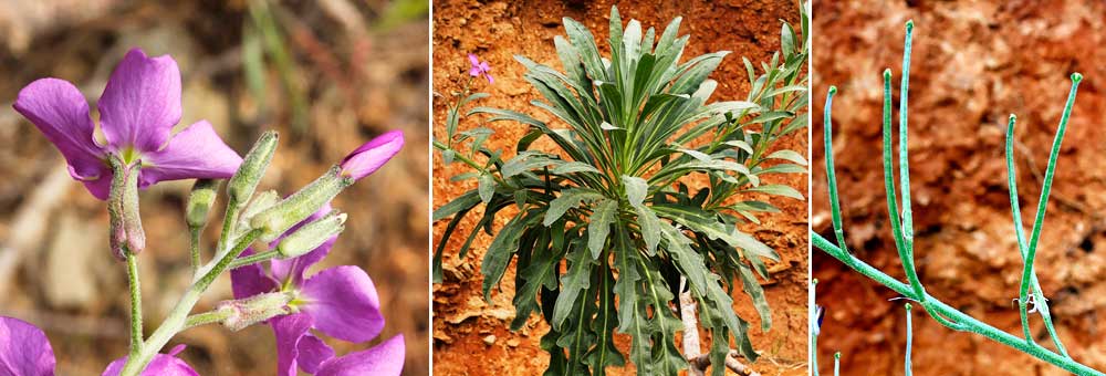 Fiche florale de la Lunetire lisse