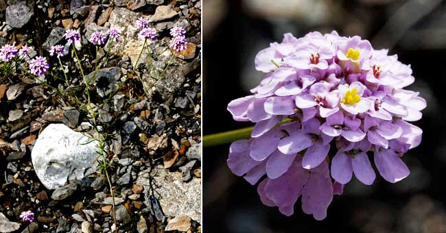 Fiche florale de l'Ibris  feuilles troites