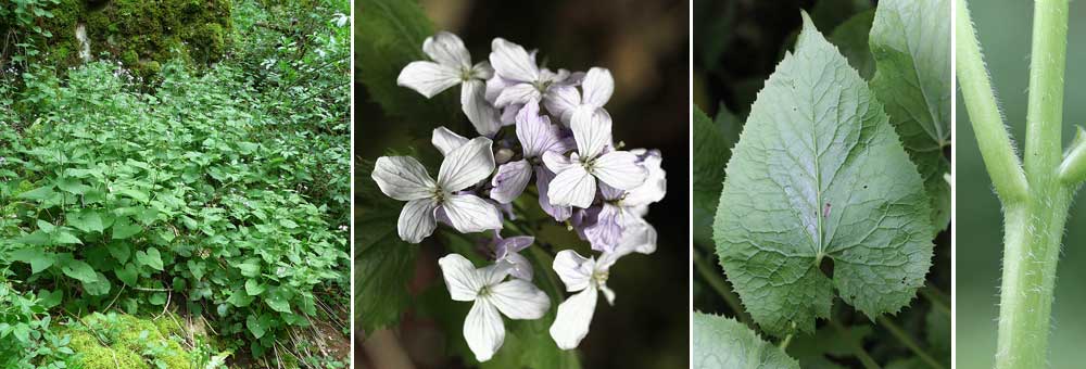 Fiche florale de la Lunaire vivace