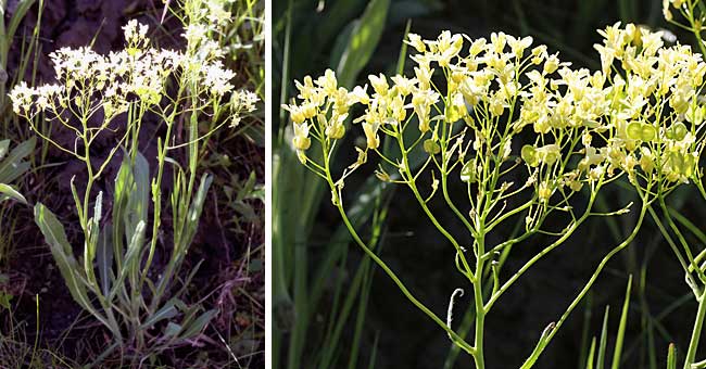 Fiche florale de la Lunetire lisse