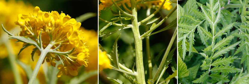 Fiche florale du Sisymbre  feuilles de tanaisie