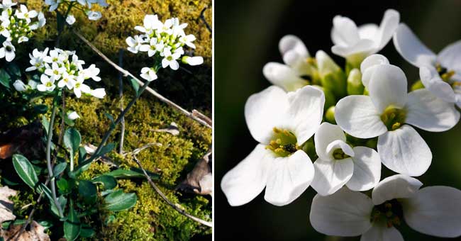 Fiche florale du Tabouret des montagnes